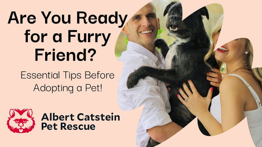Bringing Home a Furry Friend: Things to Consider Before Adopting a Pet!