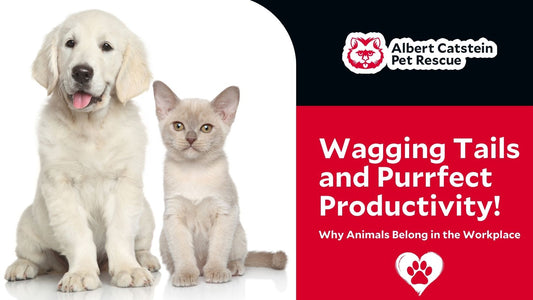 Wagging Tails and Purrfect Productivity: Why Animals Belong in the Workplace