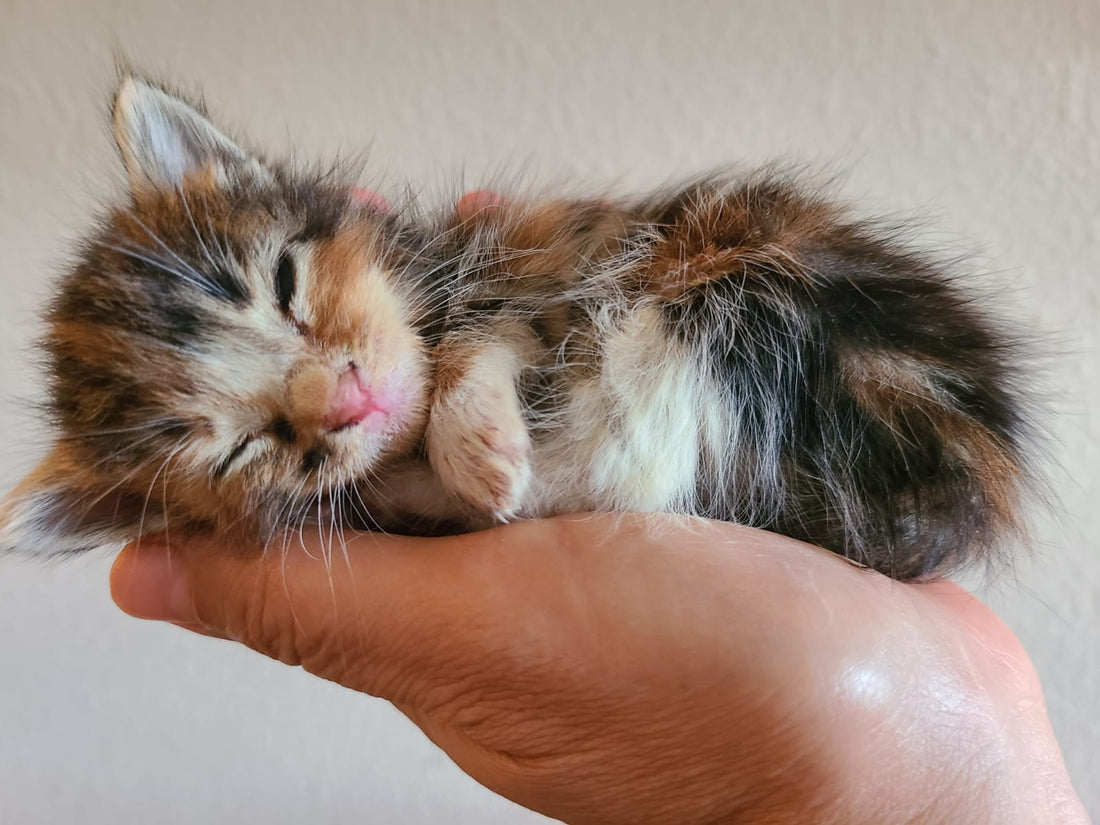 The Importance of Animal Rescue