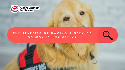 Paws-itively Productive: Service Animals in the Office