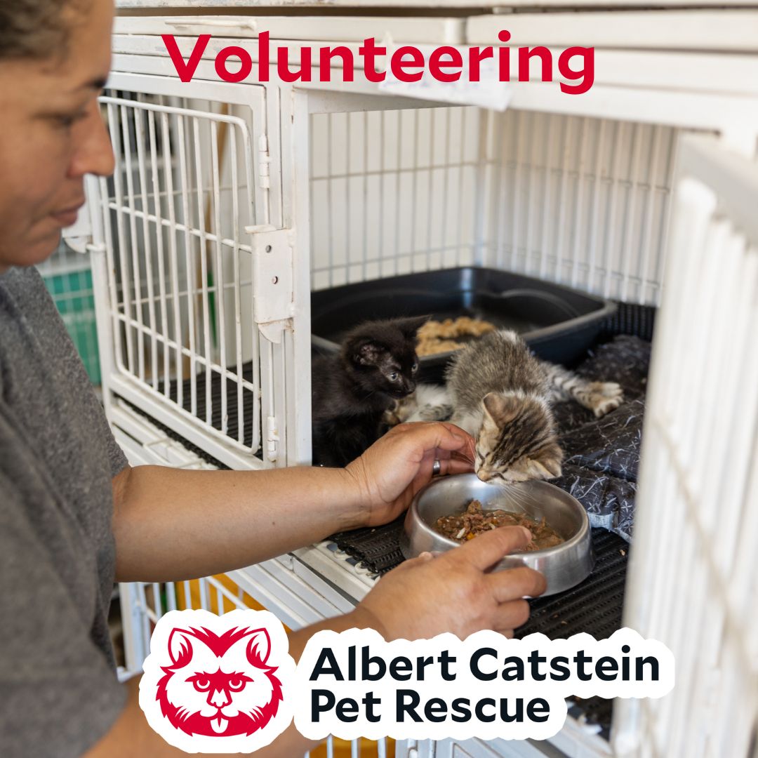 Foster Bottle Feeding a Kitten