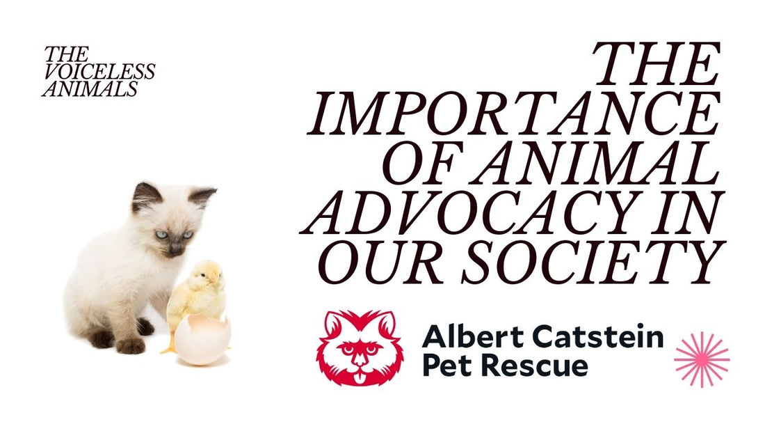 Advocating for Animal Welfare: Making Your Voice Heard