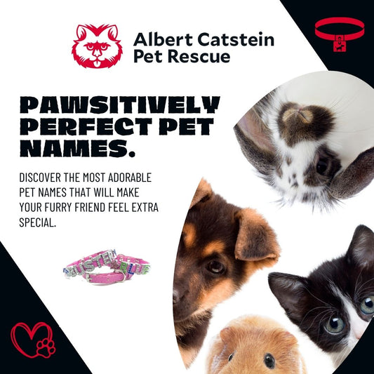Top Trends in the Woof-World: Unveiling the Most Common Pet Names