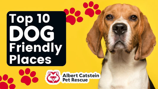 10 of the Best Dog-Friendly Places to Go in Your Area