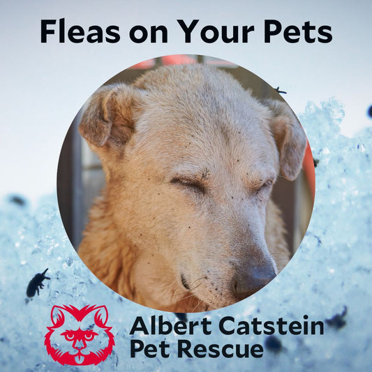Flea Treatment for Your Pets!