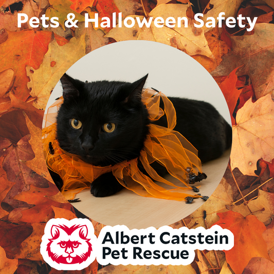 Pets and Halloween Safety: A Spooky Guide